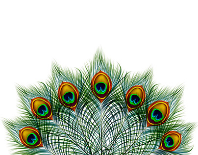 Set of peacock feather backgrounds