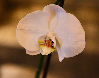 Parisienne Orchid