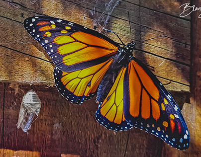 Monarch Butterfly - The Lifecycle