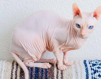Sphynx Hairless - Cat Breeds