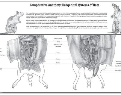 Comparative Anatomy: Urogenital Systems