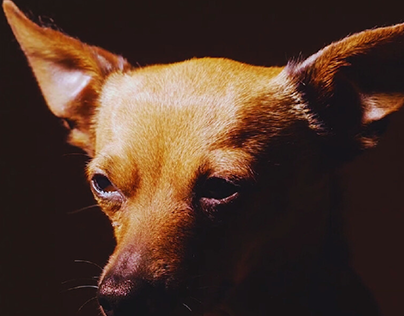 Chihuahua Dog Closeup