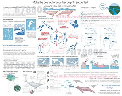 River dolphin watching infographic for Conceta Bolivia