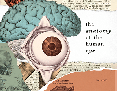 The anatomy of the human eye.