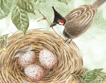 The Bird Egg (Obscura Magazine)