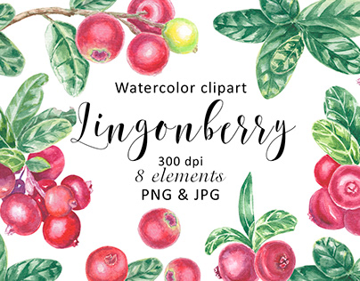 Watercolor Lingonberry Berry Clipart Hand painted