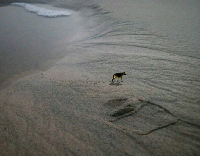 small dog in the sand