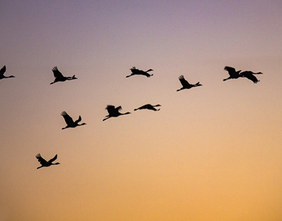 Flock of geese flying into the sunset