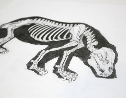 Animal Anatomy Illustrations