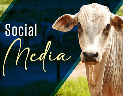 Socialmedia - Fazenda Nelore