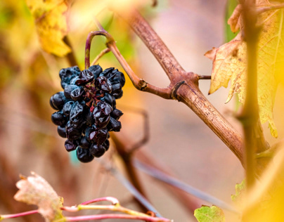 Autumn In The Vineyards