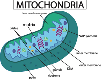 Digital mitochondria diagram