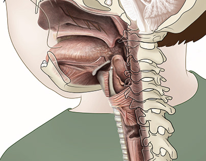 Pharyngeal Overview