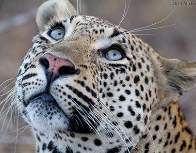 Big Cats of South Africa
