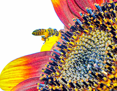 Sunflower Project
