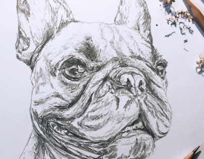 Dog portrait commissions