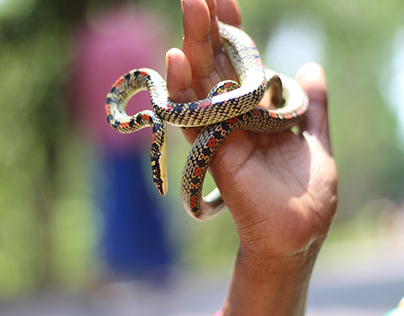 Snakes in earning a living, companions of the Vedas