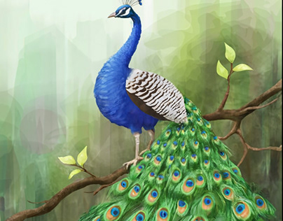 Peacock dancing in rainy season.