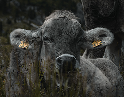 Cows in the Grass | Dolomiti 2022