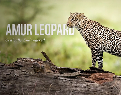 Motion Graphic: WWF Endangered Species