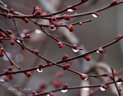 BUDS OF UME TREE IN THE RAIN