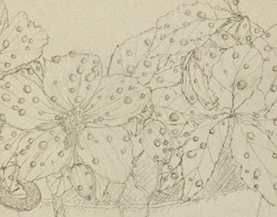 flower sketch Helleborus niger