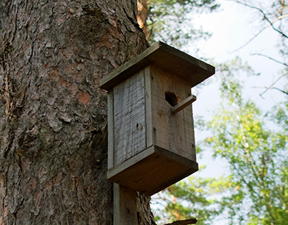 Birdhouse in september on a tall pine tree.