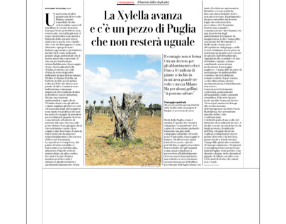 Xylella, olive trees at risk in Puglia