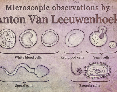 Microscopic observations by Anton Van Leeuwenhoek