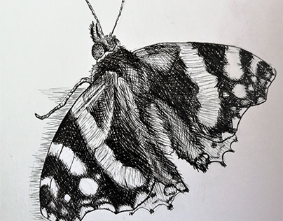 Red Admiral Butterfly Study