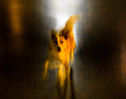 Yellow dog in the dark night
