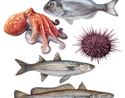Fishes illustrations