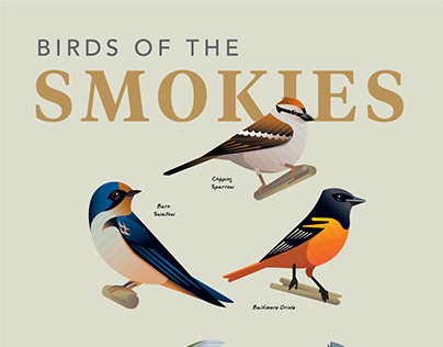Birds of The Smokies Illustration