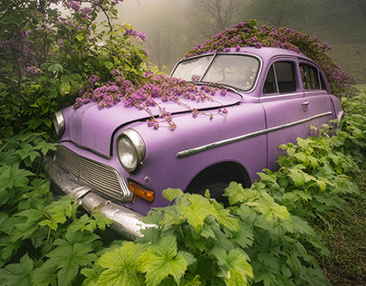 Vintage Cars Reclaimed by Wilderness