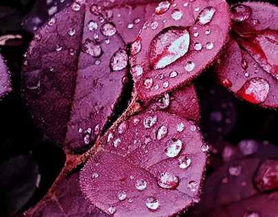 Water Droplets on Leaves - Macro shot