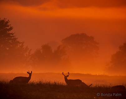 Whitetail Deer In the Golden Hour