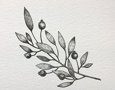botanical illustrations. 1.1-Herb