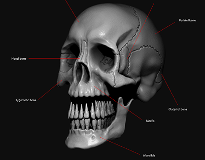 3D anatomical Skull
