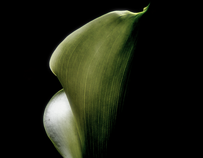 My first Calla Lily - (homage to Bettina Güber)