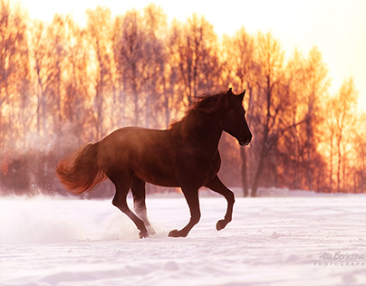 Andalusian mare at sunset