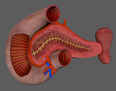 Pancreas 3D Model