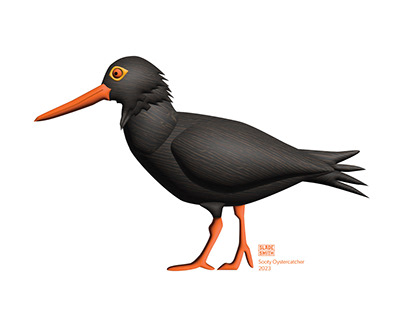 Australian Bird Illustrations