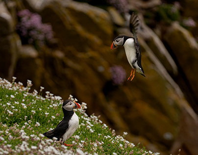 Puffins of the Saltee Islands