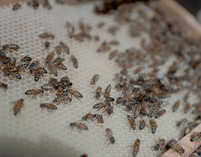Comguaviare, iniciativa en apicultura
