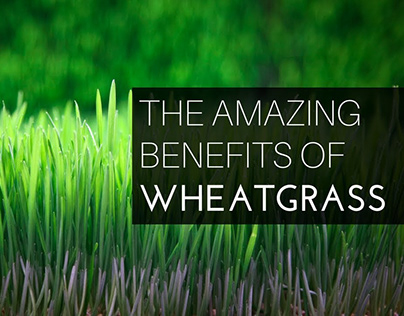 wheatgrass production company http://neutralise.in/
