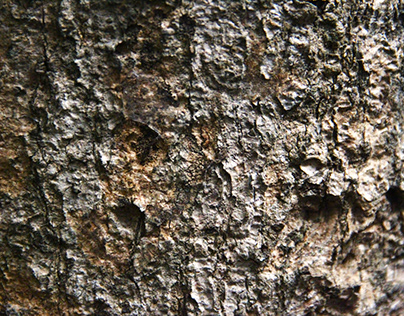 Tree Bark With Coarse Texture