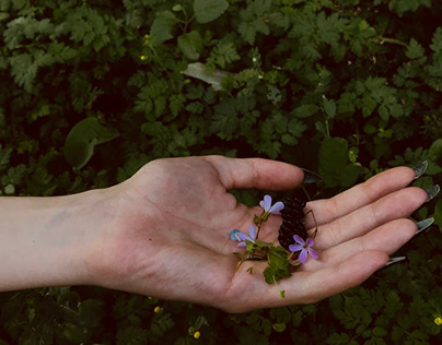 Little flowers with black blackberry