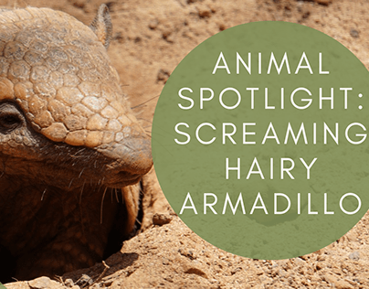 Animal Spotlight: Screaming Hairy Armadillo