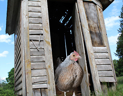 Chicken in the Outhouse