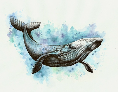 Whale. Sketch and Print